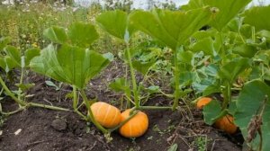 ПРАВИЛЬНОЕ ПРИЩИПЫВАНИЕ ТЫКВЫ