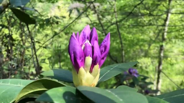 Лес радует грибами. Трутовик серно-жёлты, вешенка, аурикулярия уховидная. смотреть онлайн