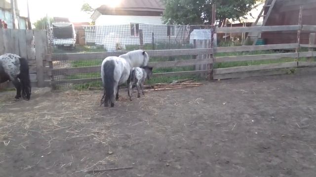 Аппалуза пони. смотреть онлайн