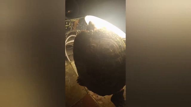 Удивительный мир животных!!!😊😊😊 смотреть онлайн