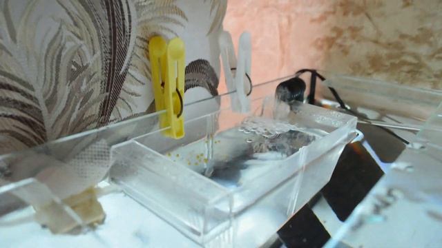 Отнерестил L-181 Звездчатый анциструс смотреть онлайн