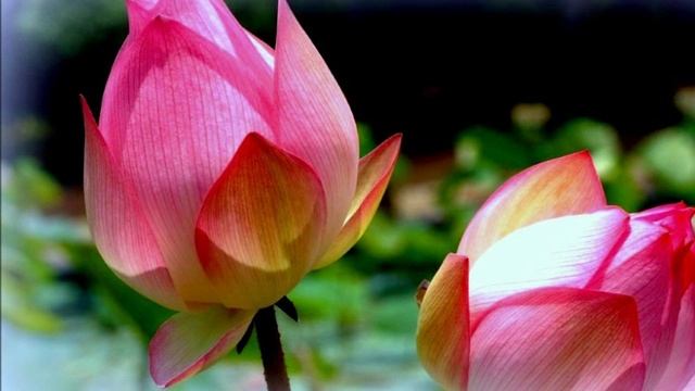 Энергетические единомышленники. Законы Единства и Подобия для пробужденного человека