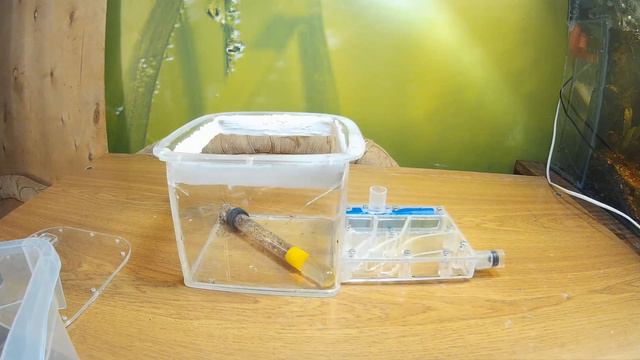 ЗАСЕЛЕНИЕ МУРАВЬЕВ В НОВЫЙ ФОРМИК! Tetramorium caespitum смотреть онлайн