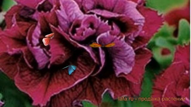 Петуния махровая Дуо Бургунди (duo burgundi) ? обзор: как сажать, семена петунии Дуо Бургунди смотреть онлайн