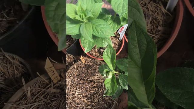 Гортензии 🌺без присмотра смотреть онлайн