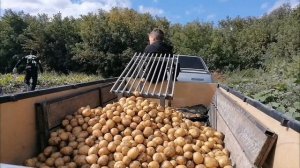 Уборка картофеля мини трактором из мотоблока Нева 2023год !!