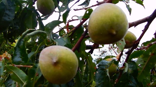 Ура!!! Купили солому..Цветут розы.. смотреть онлайн