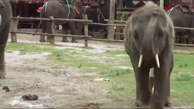 Танцующий слон смотреть онлайн