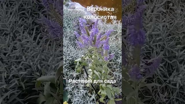 #растения #длясада #многолетние #зкс #однолетние #красивые #неприхотливые смотреть онлайн