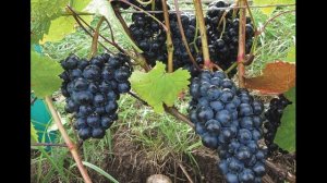 Виноград Добрыня: идеальный вариант для северных регионов