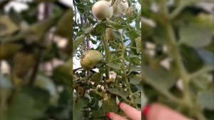 Томат Агата