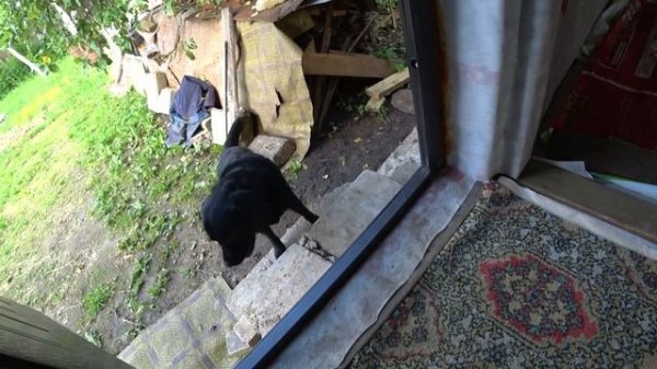 Sheffield’s 1st time in our new dacha house / Different Russia 2020