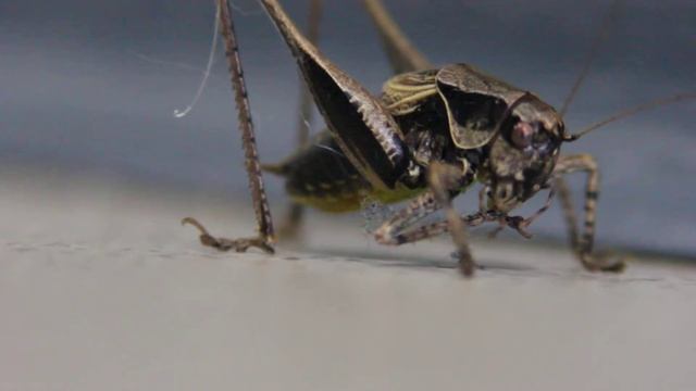 Утро сверчка! смотреть онлайн