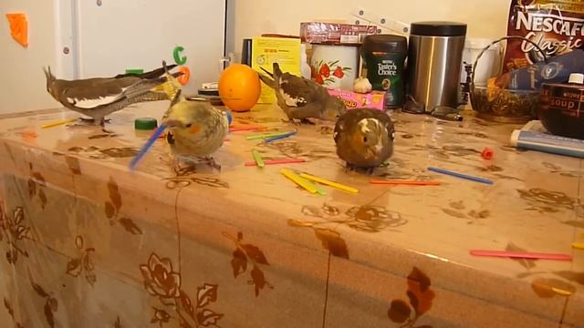 Развлекушки попугаев- корелл