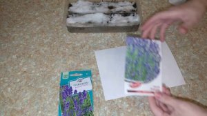 Лаванда Выращивание Из Семян В Домашних Условиях Рассада Лаванды