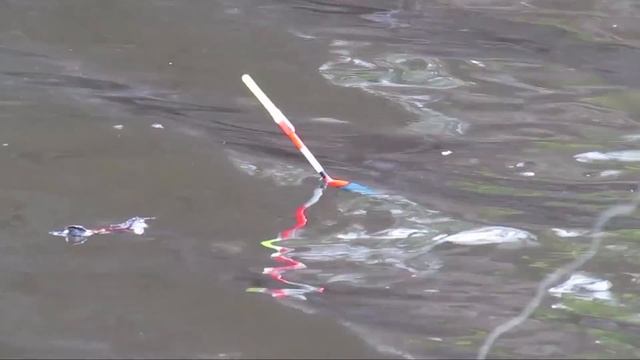 ПОДОБРАЛИ КЛЮЧИК К ВЕСЕННЕМУ КАРПУ! Рыбалка весной на закидушки, донки в Рязанской области 2021