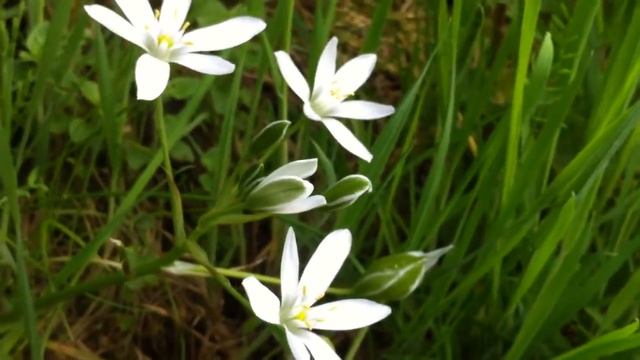Star-of-Bethlehem (Ornithogalum umbellatum) - 2012-05-06 смотреть онлайн