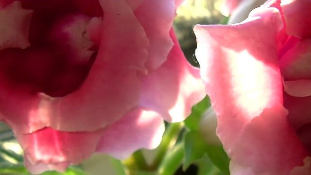 Глоксиния Розовое Удовольствие / gloxinia Pink Pleasure смотреть онлайн