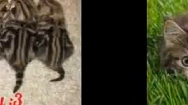 Фото котят смотреть онлайн