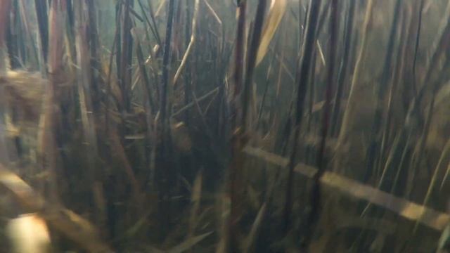 Подводная охота на сазана в камышах 2021 | ВОСПОМИНАНИЯ смотреть онлайн