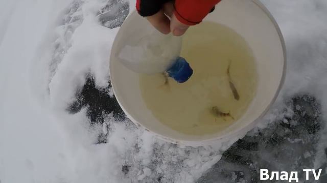 Рыбалка на Терветском водохранилище Gulbju (Лебединое). (отчёт 12.02.18) смотреть онлайн