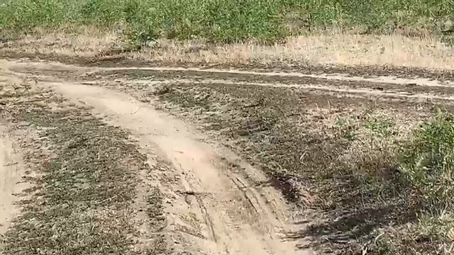 Дикий хомяк, сурок или суслик. смотреть онлайн