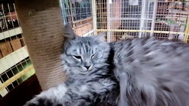 ВЫСТАВКА КОШЕК !!! смотреть онлайн