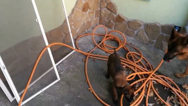 Щенок Малинуа Vs Немецкая овчарка Бельгийская малинуа Линда German Shepherd Vs Belgian Malinois