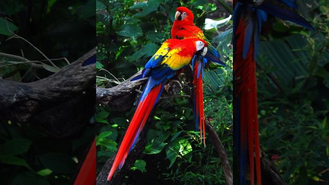 Honduras | Wikipedia Audio Article