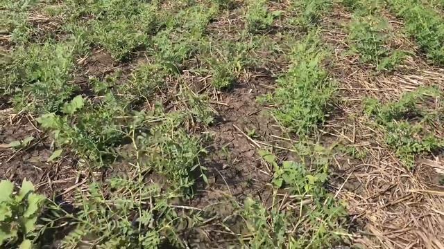 Эксперименты по защите нута от сорняков смотреть онлайн