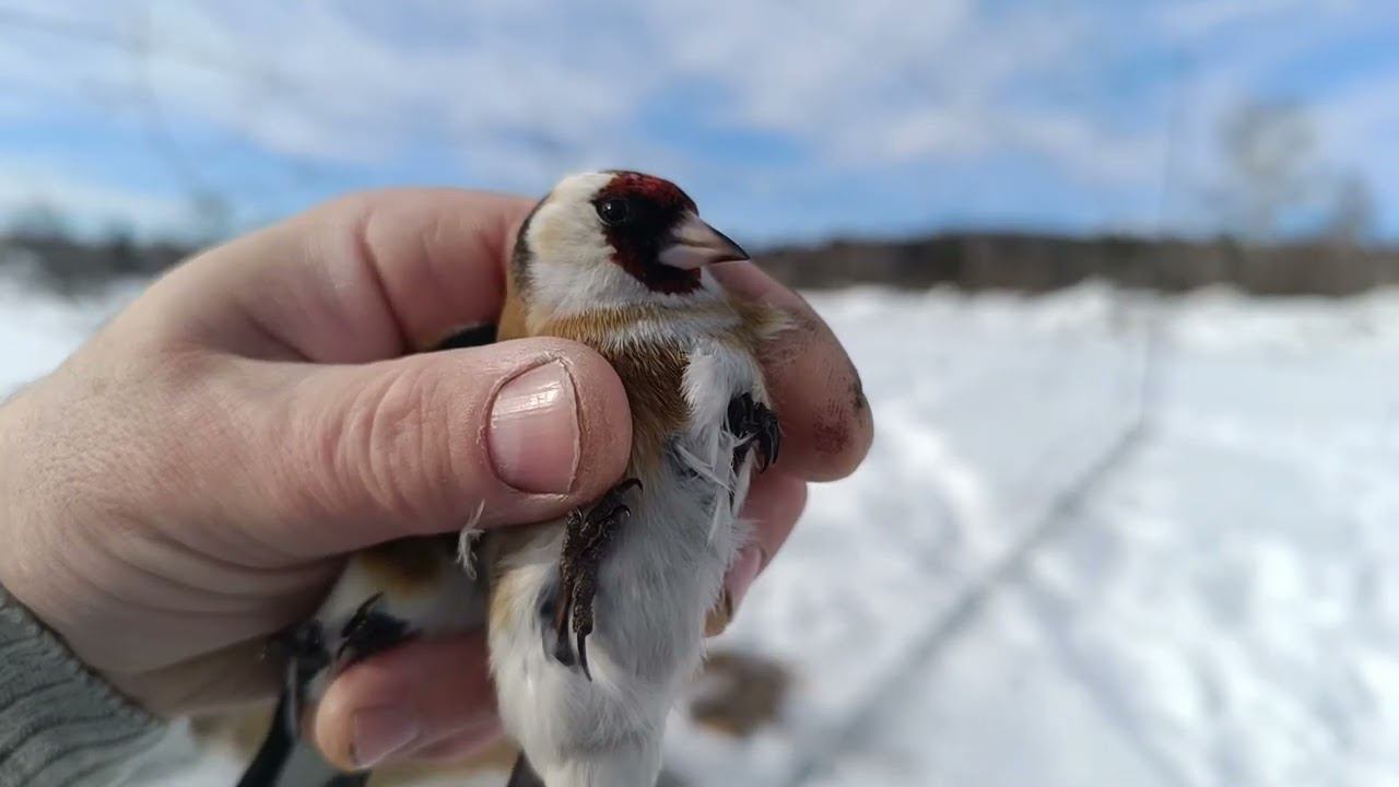 Ловля щеглов, пошёл пролётный щегол,lovlya shcheglov 11.03.24. смотреть онлайн