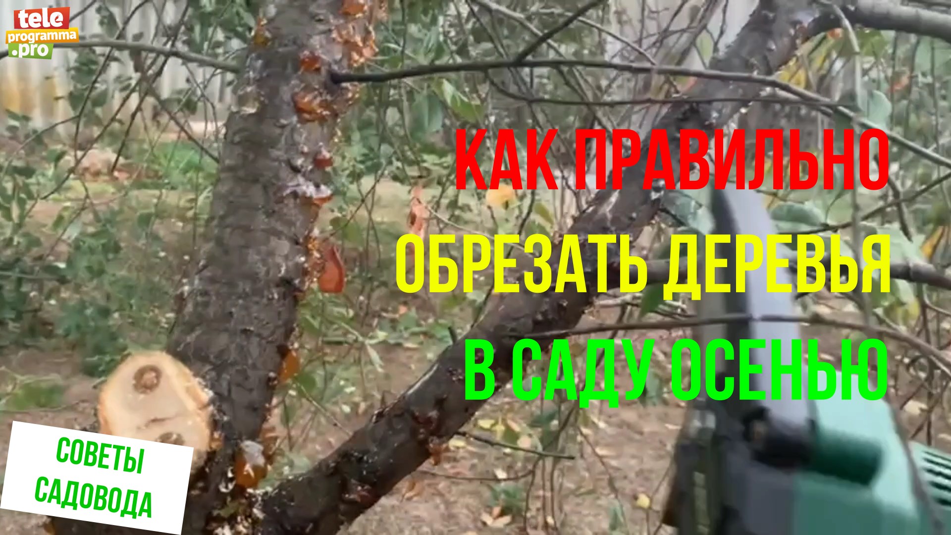Как правильно сделать обрезку в саду осенью смотреть онлайн