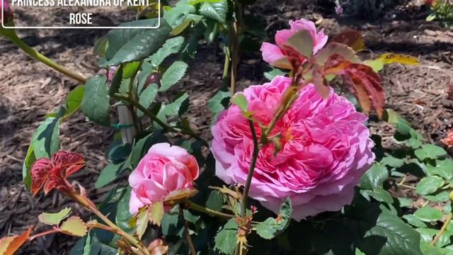 David Austin Rose-Princess Alexandra of Kent Rose #rose #flower #garden #nature #english смотреть онлайн