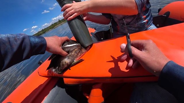 Спасение птиц из сетей. БРАКИ достали смотреть онлайн