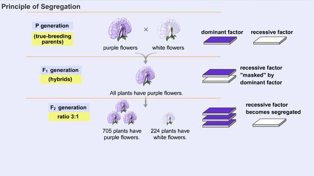 Mendel's Principles of Dominance, Segregation and Independent Assortment смотреть онлайн