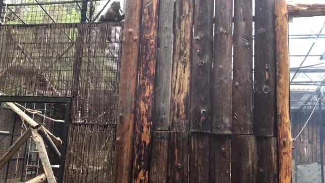 ЗООПАРК В БУХАРЕСТЕ (влог) смотреть онлайн