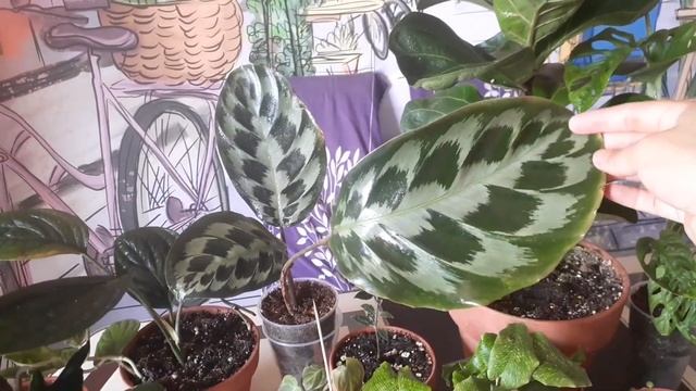 обзор моих комнатных растений 80+горшков часть 3