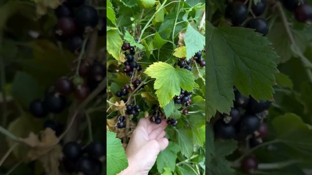 Смородина голубка. Уфа.