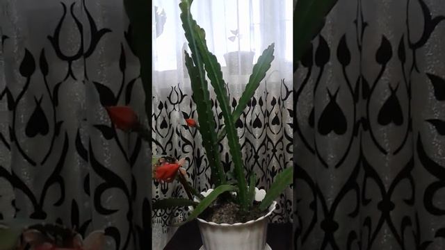 Цветение эпифиллума