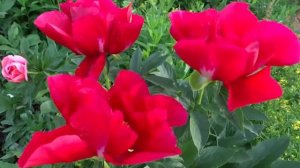 Пион АМЕРИКА ? Paeonia AMERICA: обзор, описание, цветение, отзыв