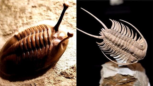 В Австралии нашли скелеты крупных трилобитов смотреть онлайн