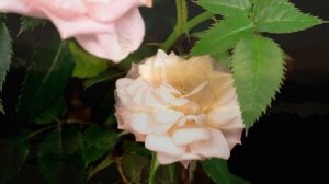 УИЛЬЯМ ШЕКСПИР  СОНЕТ №21 « Я НЕ ХОЧУ ХВАЛИТЬ ЛЮБОВЬ МОЮ..»