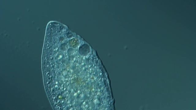 Loxophyllum meleagris смотреть онлайн