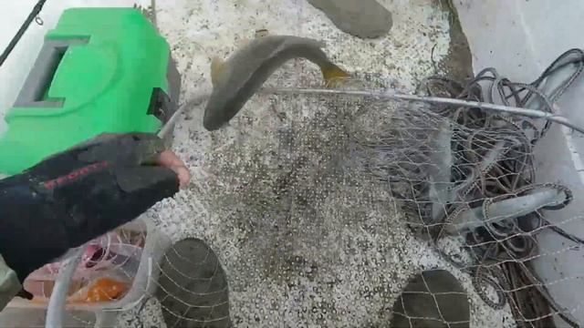 ВОБЛА 2021| Рыбалка на поставухи в Астрахани. Каспийская вобла. Астраханские сазаны на поставушки. смотреть онлайн
