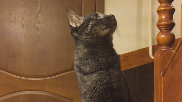 Кот Чаузи F1 очень редкого окраса Black grizzled ticked tabby! Питомник SoulCats.? смотреть онлайн