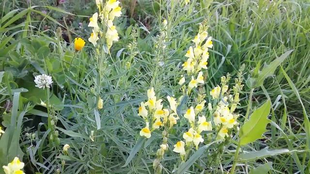 #полезные свойства травы #Льнянка обыкновенная #Собачки смотреть онлайн