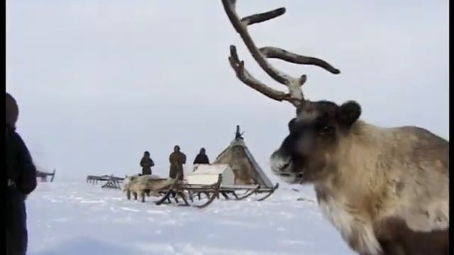 Тундра документальный фильм