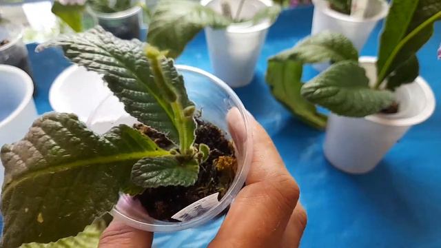 Обзор  Стрептокарпусів