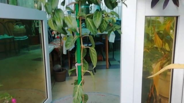 Проблема ШТАМБОВЫХ ФУКСИЙ. Не повторяйте моих ошибок смотреть онлайн