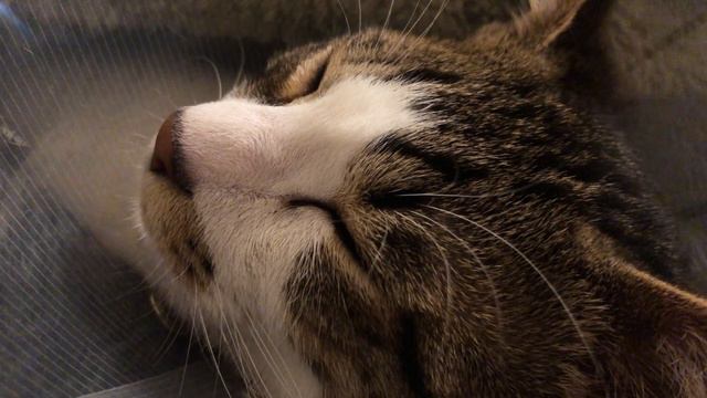 【保護子猫】おっさんのようなイビキをかく猫がこちらです… смотреть онлайн